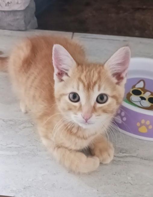 Tangerine, ADOPTABLE, Kitten Male Tabby.
