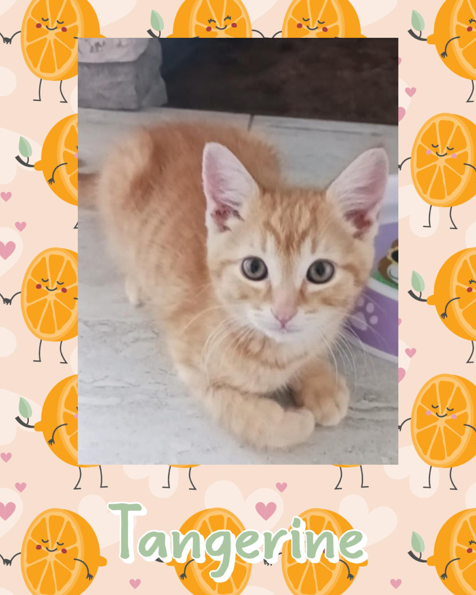 Tangerine, a ADOPTABLE Tabby in Pasco, WA image 2/2