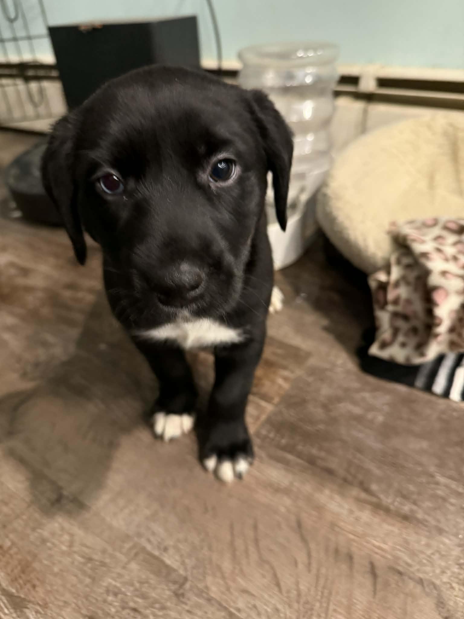 Willow, Adoptable, Puppy Female Labrador Retriever & Australian Shepherd.