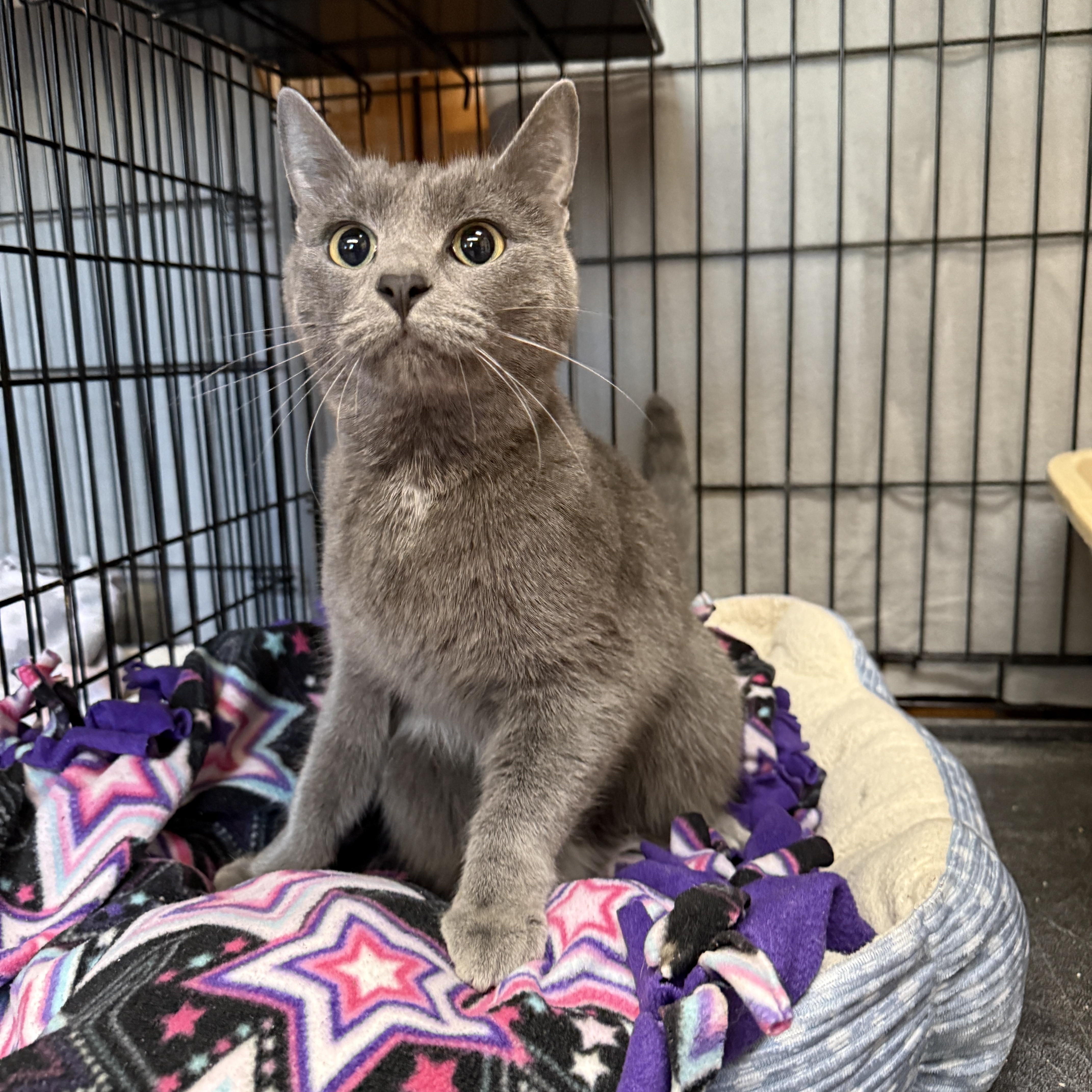 Holly Berry, adopted, Young Female Domestic Short Hair.