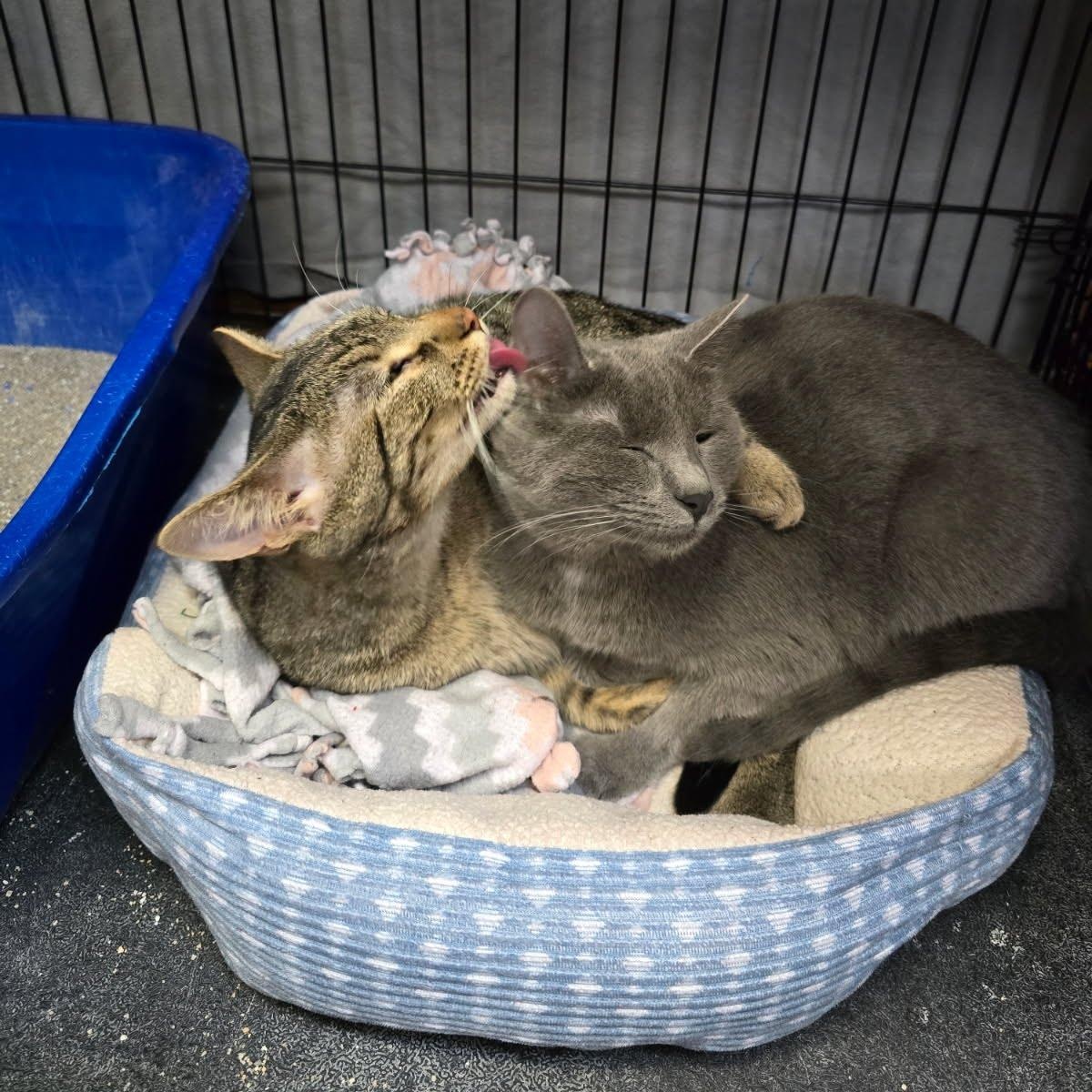 Enlarge Holly Berry, an adopted Domestic Short Hair in Des Moines, IA image 2/3