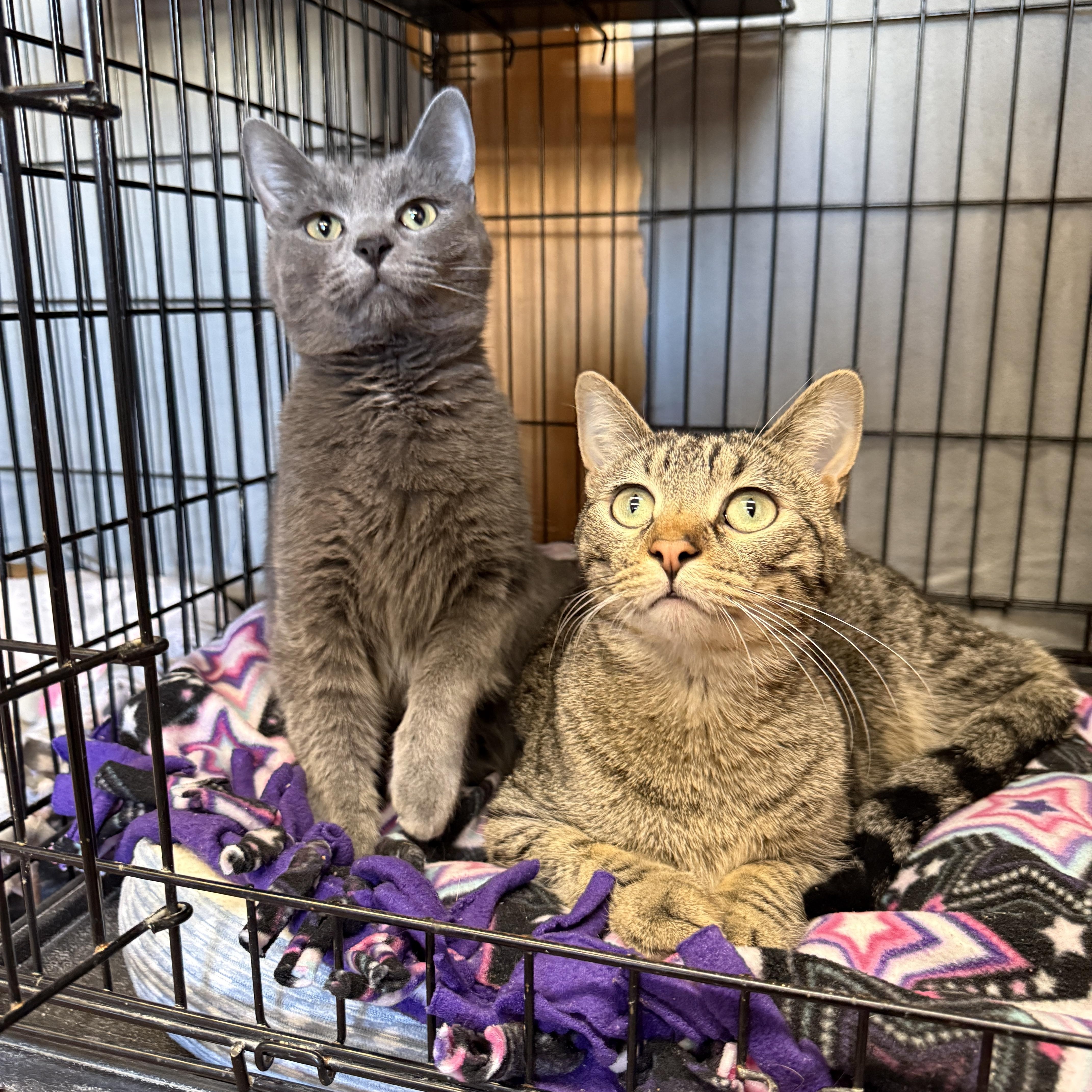 Enlarge Holly Berry, an adopted Domestic Short Hair in Des Moines, IA image 3/3