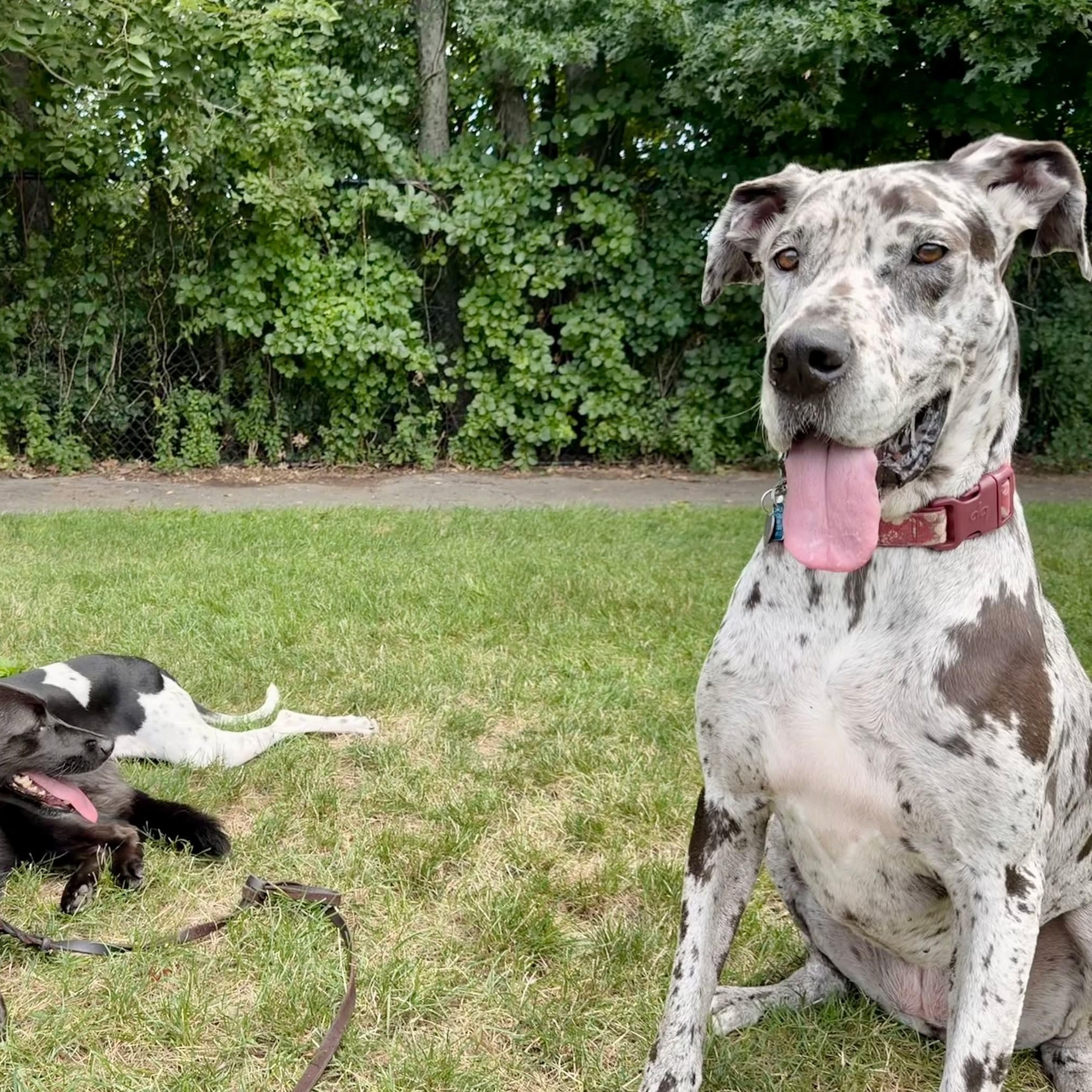 Enlarge Bonnie, a Adoptable Great Dane in Boston, MA image 2/2