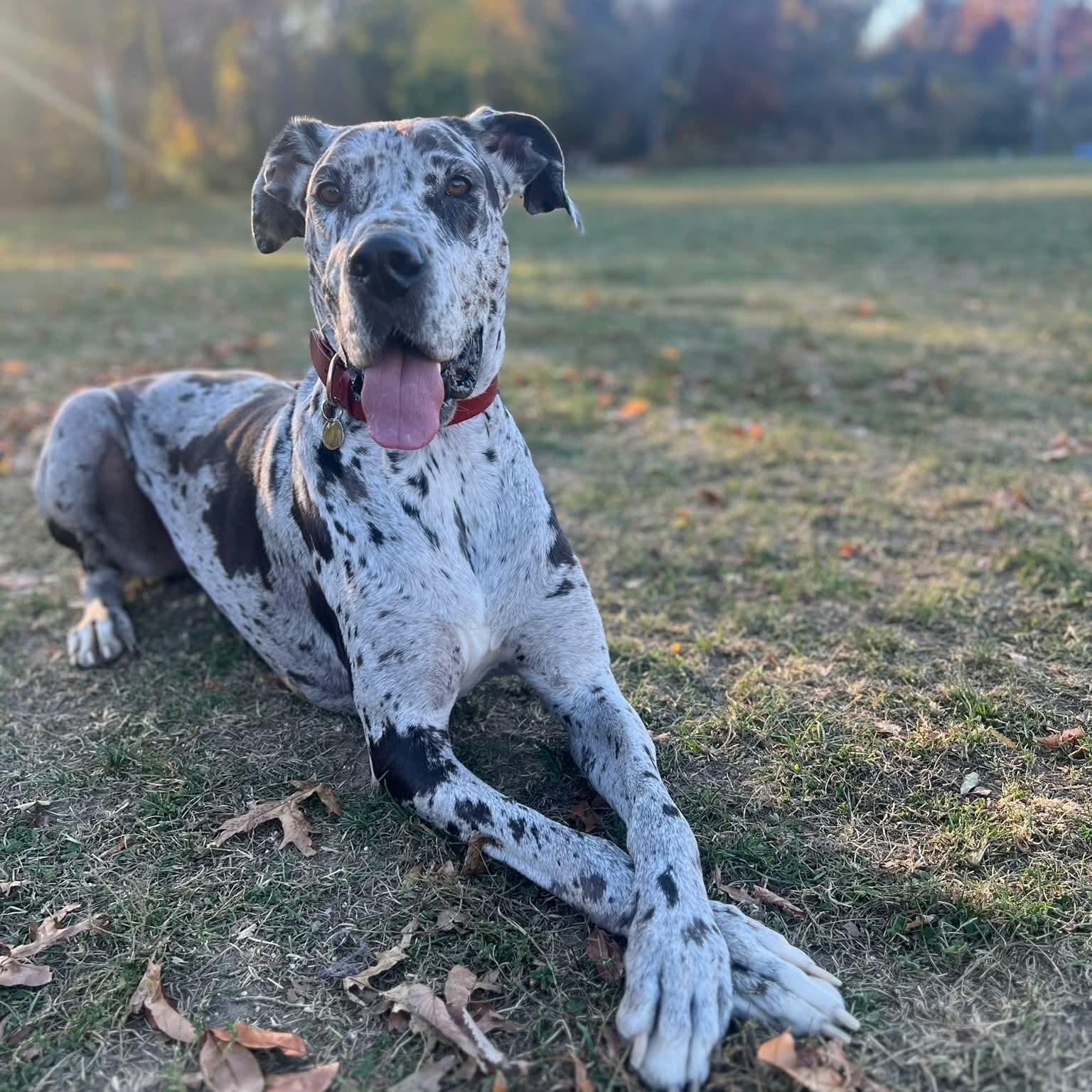 Enlarge Bonnie, a Adoptable Great Dane in Boston, MA image 1/2