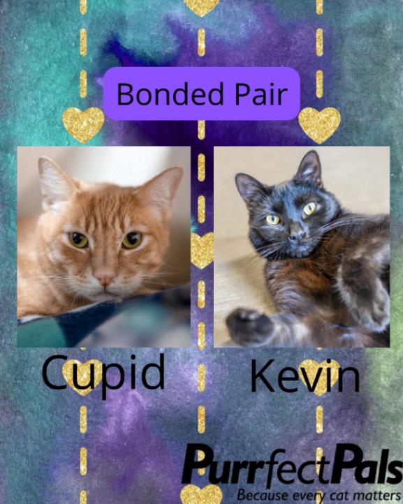 Cupid, Adoptable, Adult Male Domestic Medium Hair.