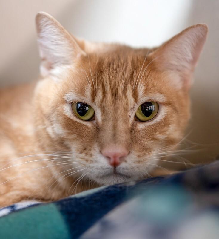 Enlarge Cupid, a Adoptable Domestic Medium Hair in Arlington, WA image 2/4