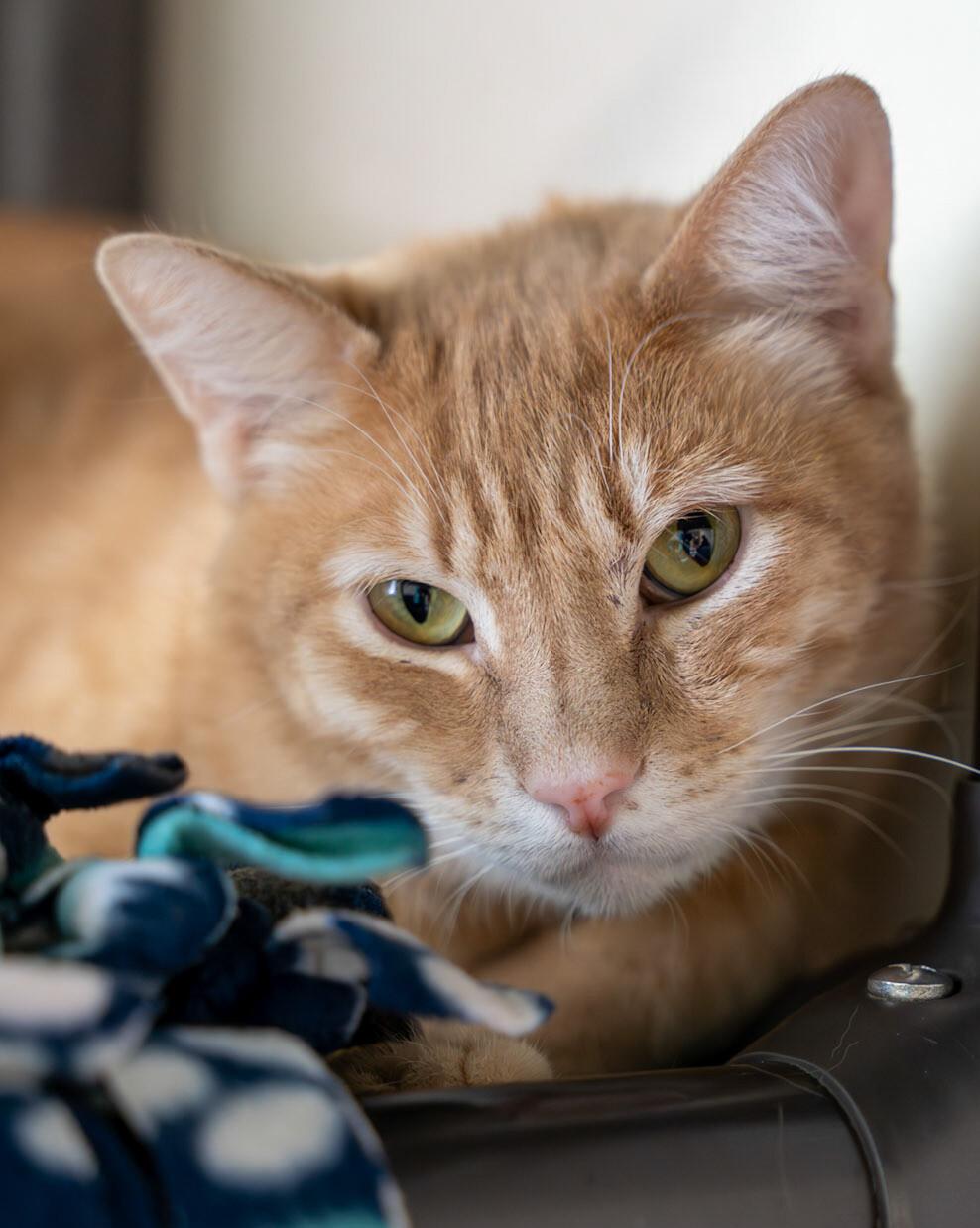 Enlarge Cupid, a Adoptable Domestic Medium Hair in Arlington, WA image 3/4