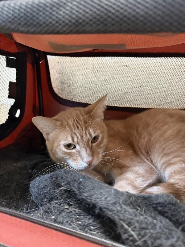 Enlarge Cupid, a Adoptable Domestic Medium Hair in Arlington, WA image 1/1