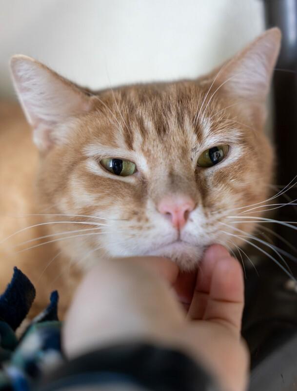 Enlarge Cupid, a Adoptable Domestic Medium Hair in Arlington, WA image 4/4