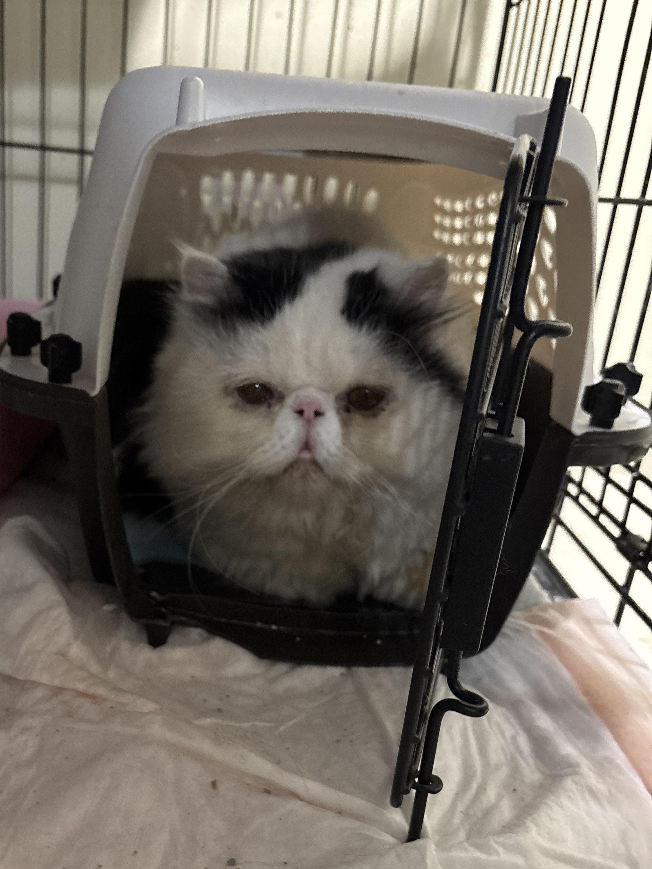 Beno (Persian)