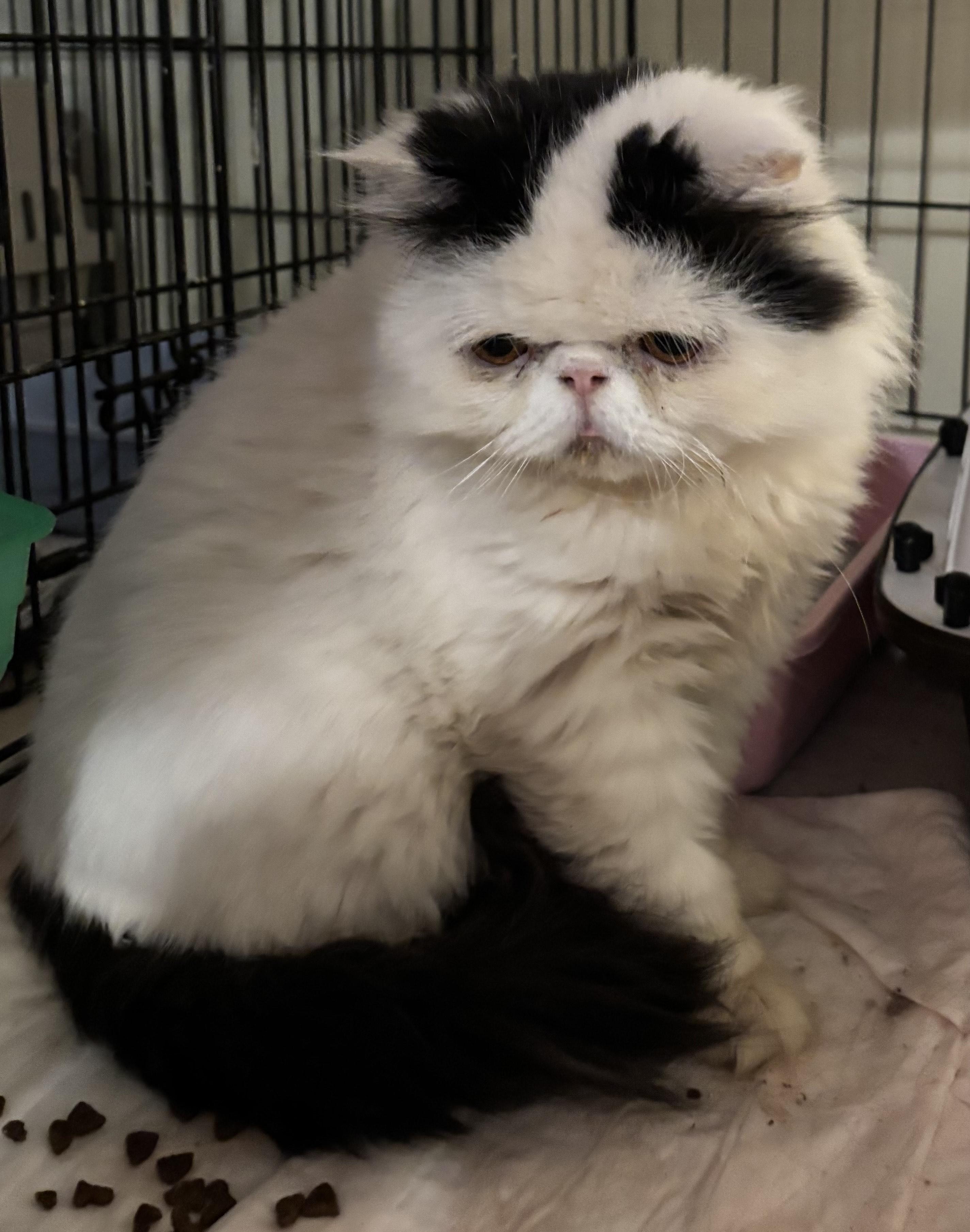 Beno (Persian)