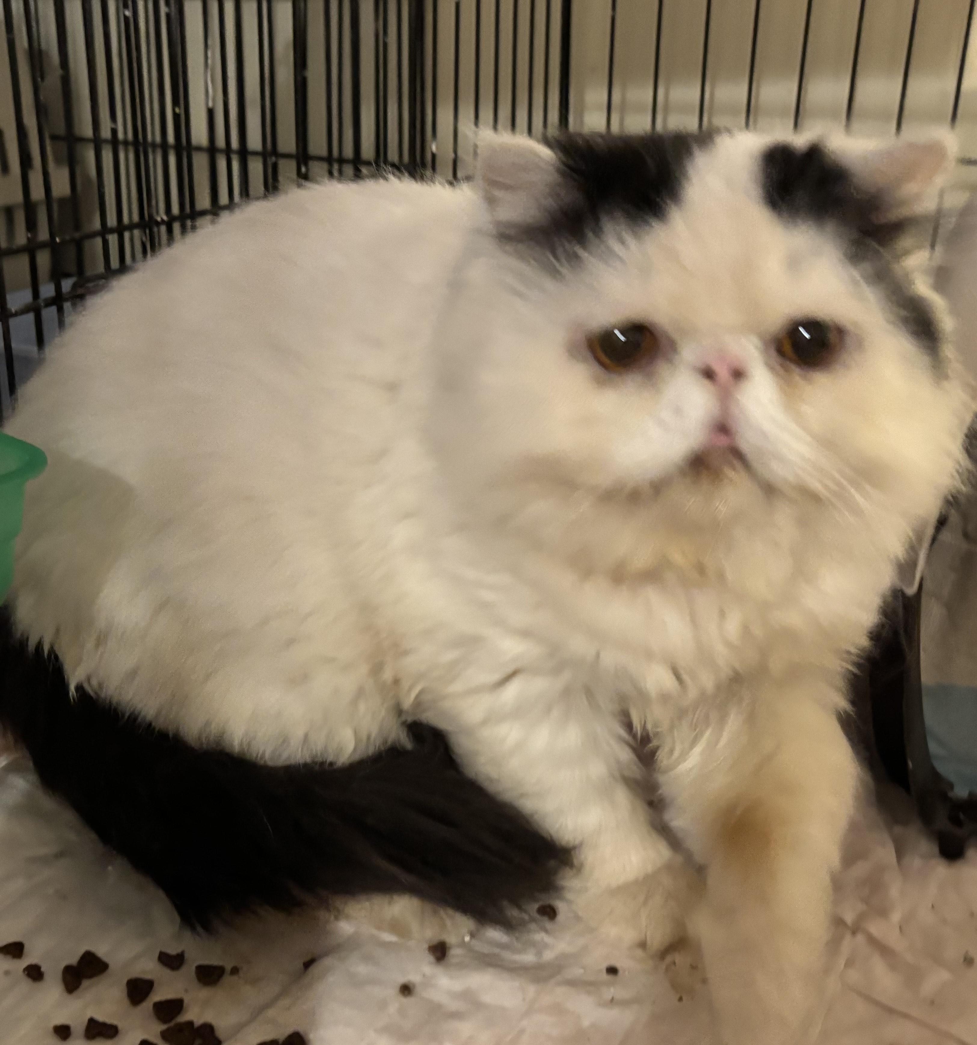 Beno (Persian)