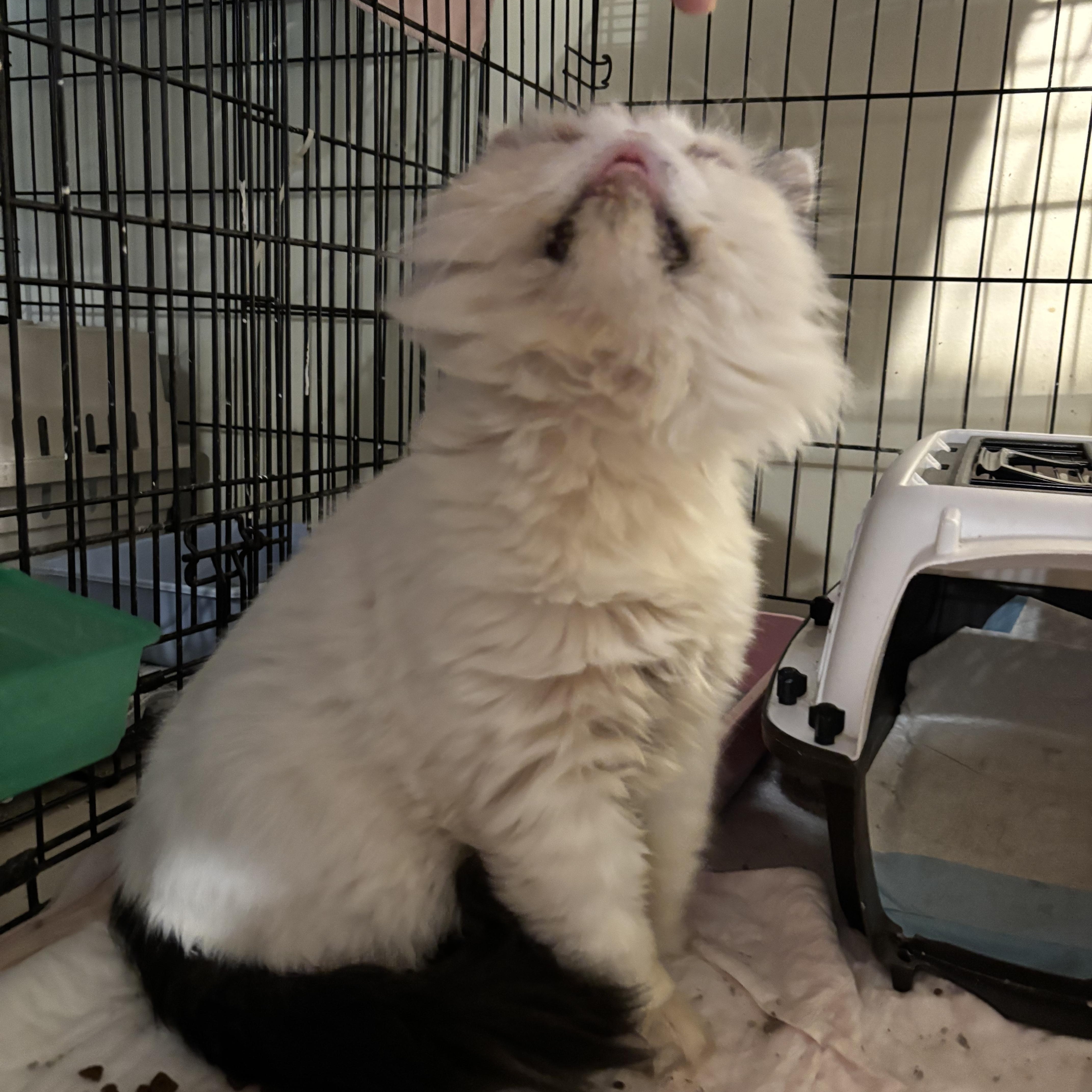 Beno (Persian)