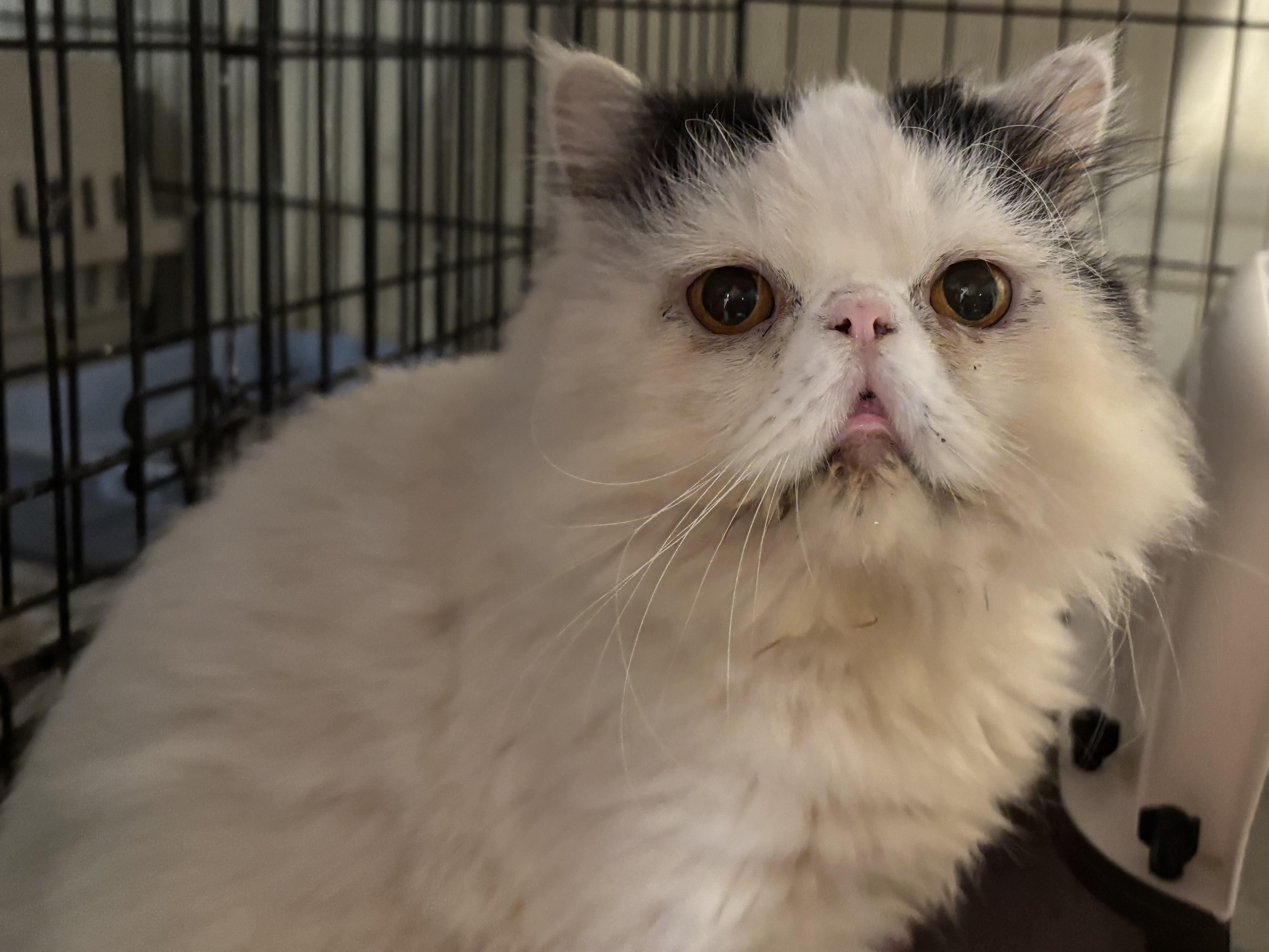 Beno (Persian)
