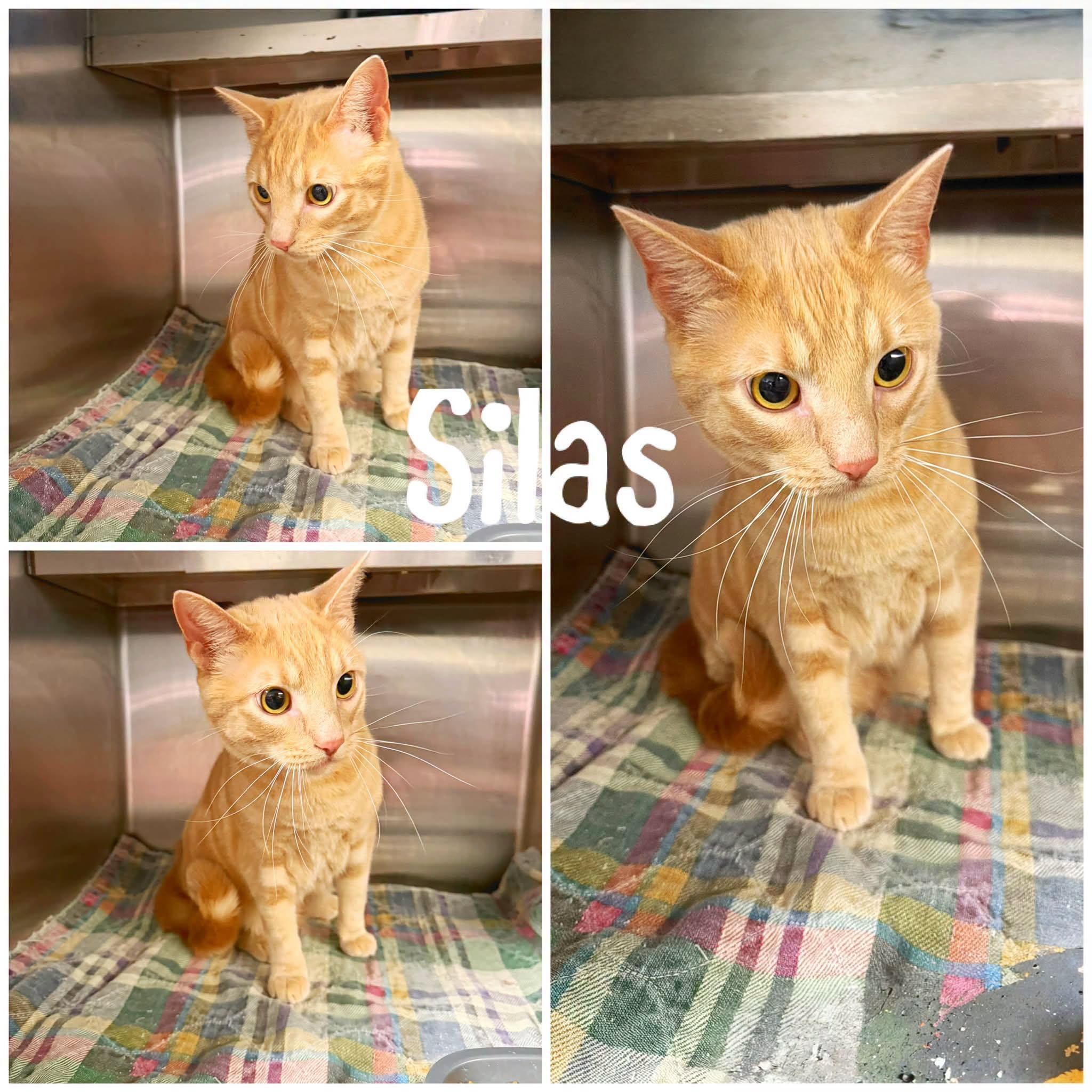 Silas, Adopted, Adult Male Domestic Short Hair.