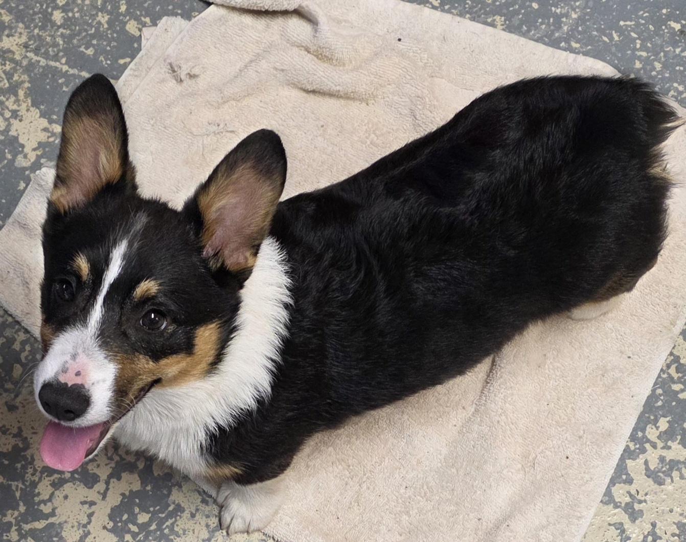 Colby, adopted, Young Male Corgi.