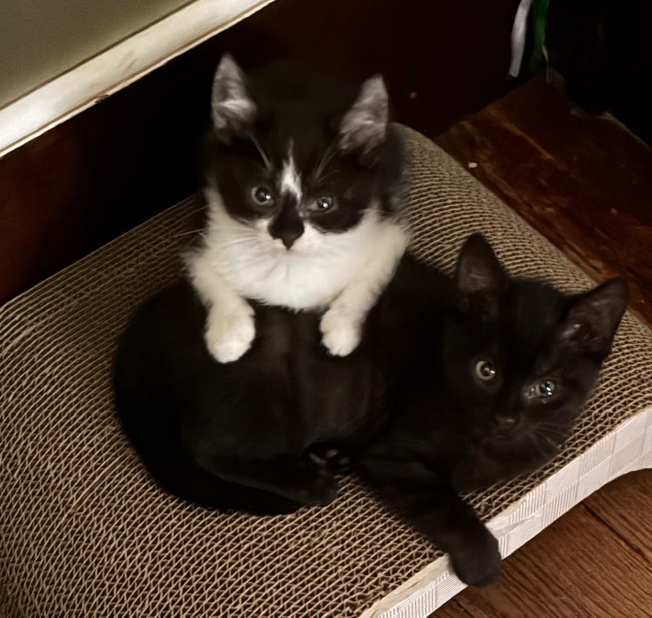 Myra and Vera, Baby Female Domestic Short Hair
