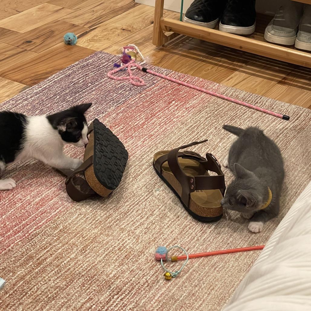 Pea, Adoptable, Kitten Female Domestic Short Hair.