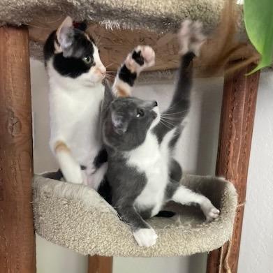 Enlarge Pea, a Adoptable Domestic Short Hair in Santa Rosa, CA image 2/6