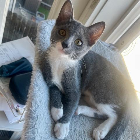 Enlarge Pea, a Adoptable Domestic Short Hair in Santa Rosa, CA image 3/6
