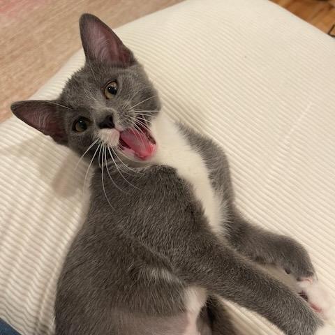 Enlarge Pea, a Adoptable Domestic Short Hair in Santa Rosa, CA image 6/6