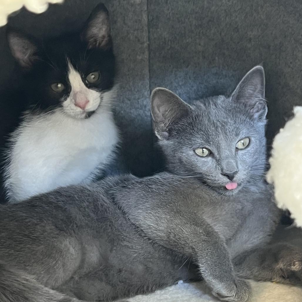 Eloise, Adoptable, Kitten Female Domestic Short Hair.