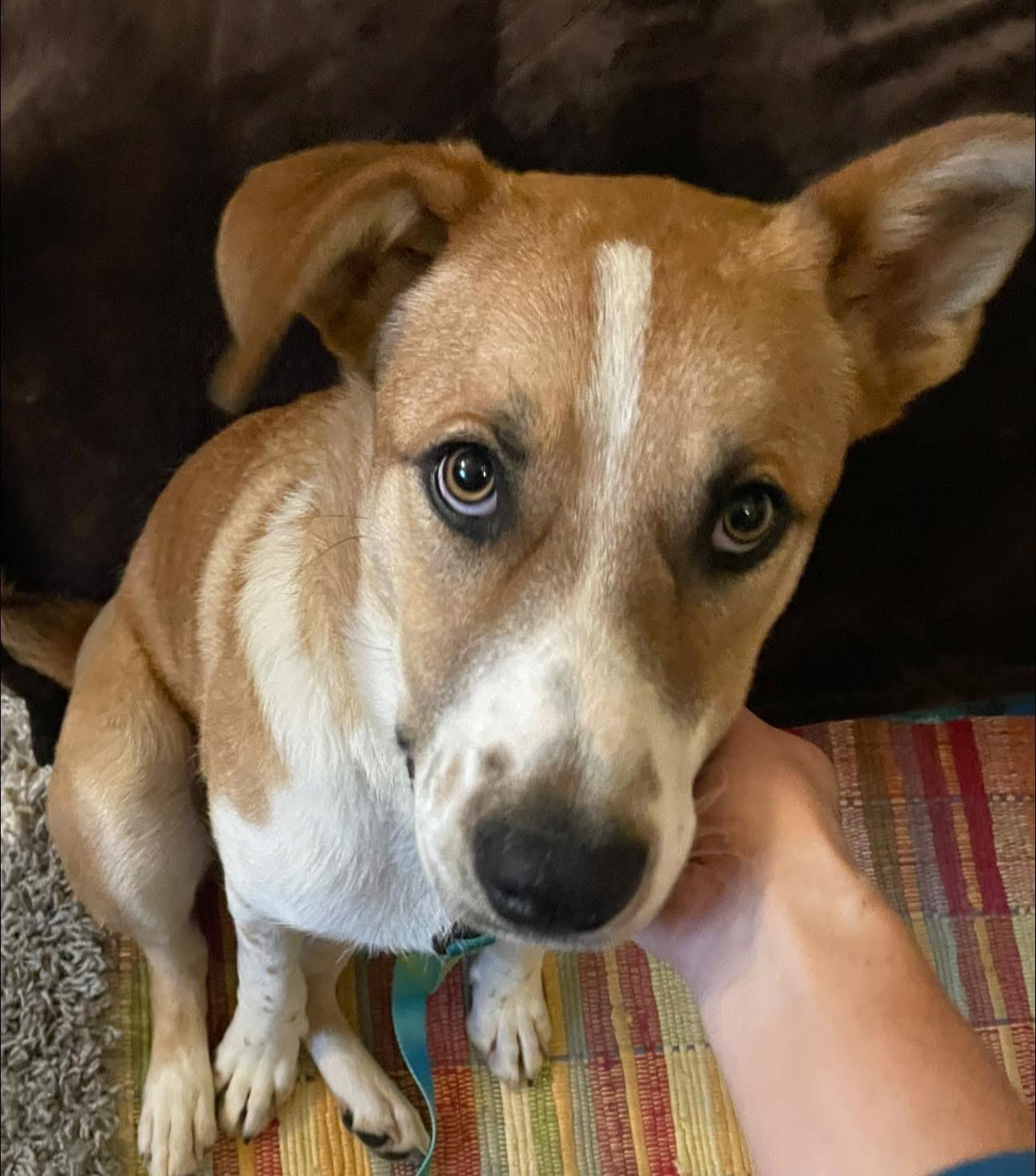 Enlarge Skeeter, a Adoptable mixed breed in Rio Linda, CA image 1/6