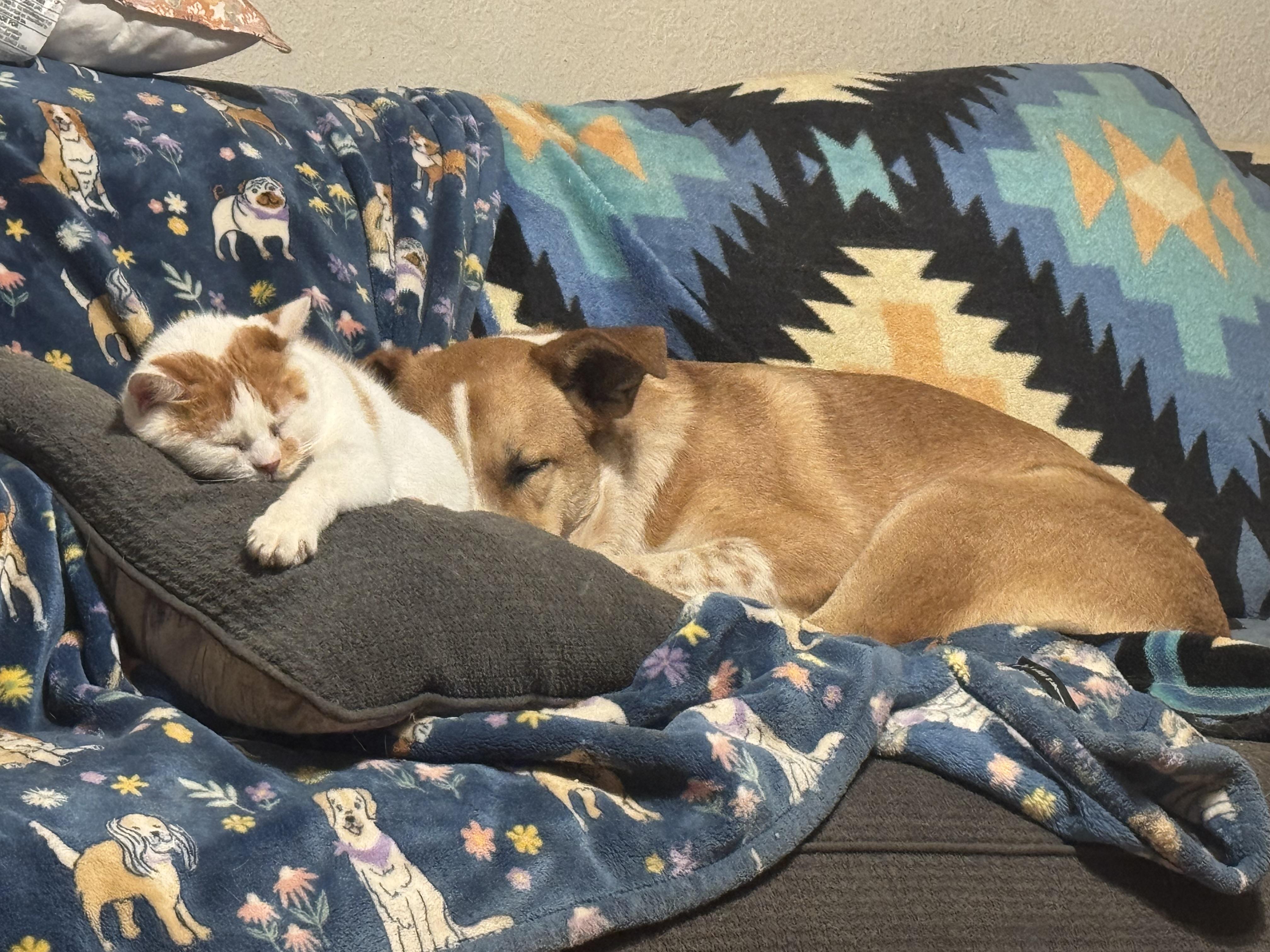 Enlarge Skeeter, a Adoption Pending mixed breed in Rio Linda, CA image 3/5