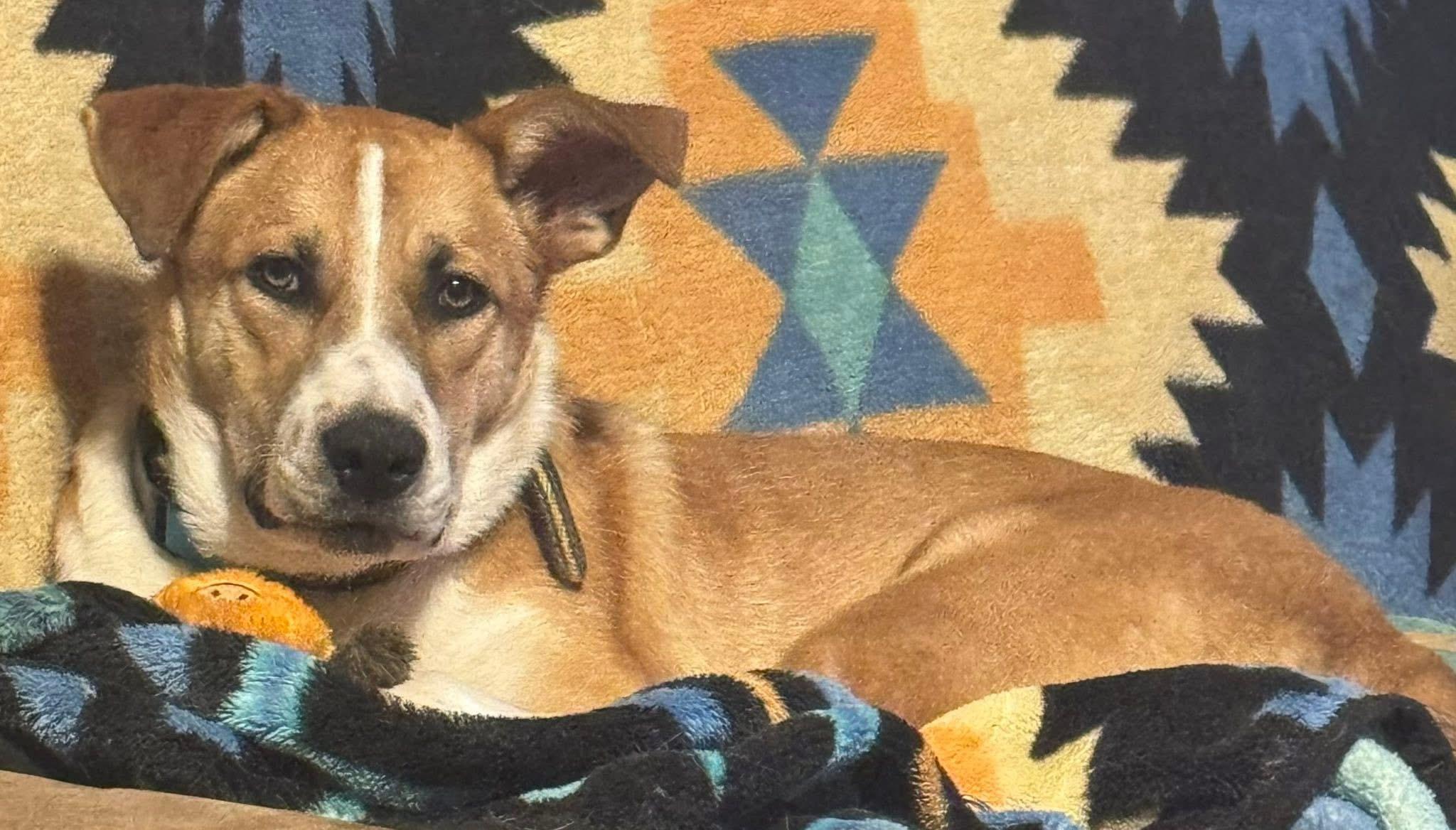 Enlarge Skeeter, a Adoptable mixed breed in Rio Linda, CA image 6/6