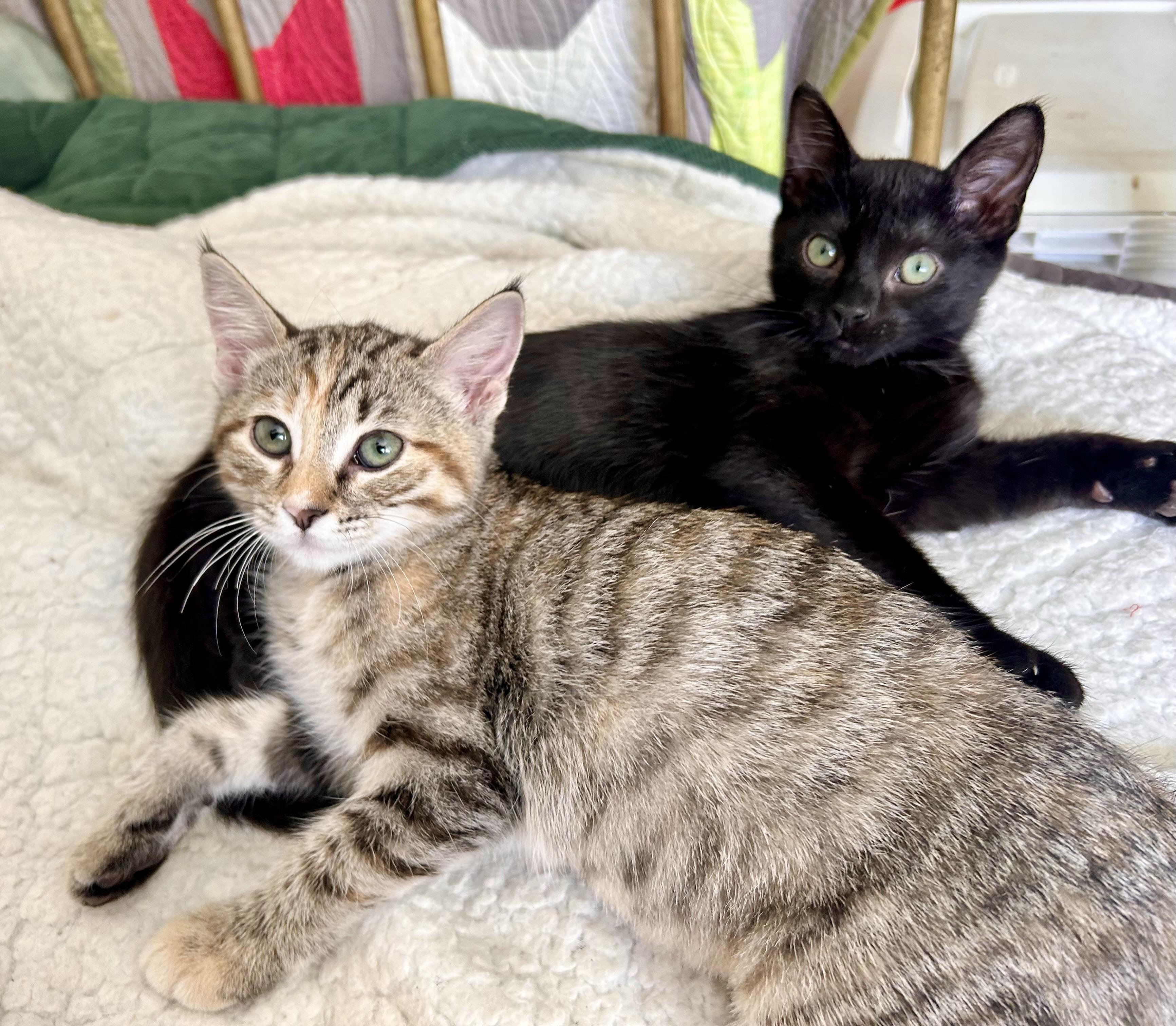 Calla Lily, Adoptable, Kitten Female Domestic Short Hair.