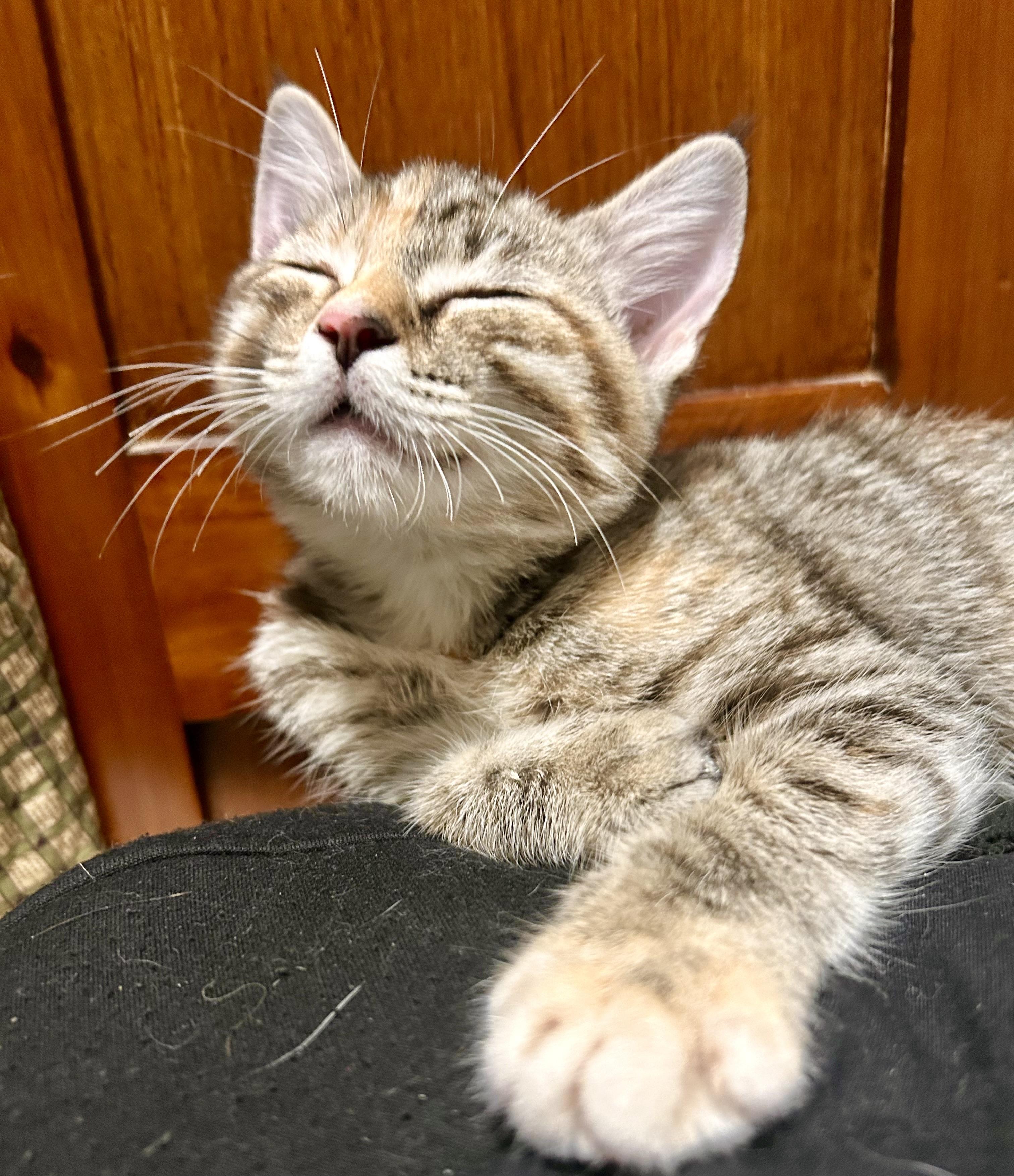 Calla Lily, a Adoptable Domestic Short Hair in San Francisco, CA image 2/6