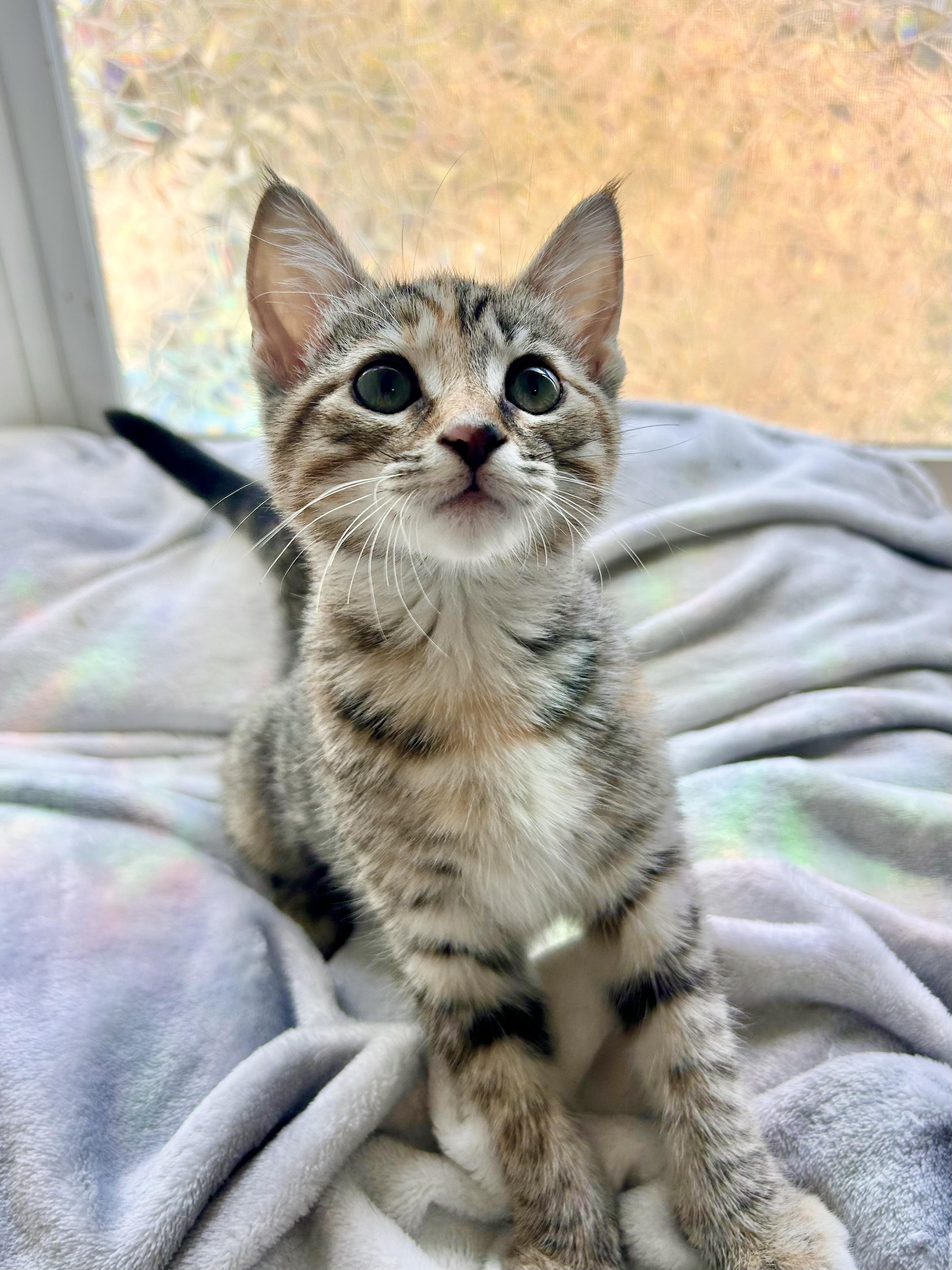Calla Lily, a Adoptable Domestic Short Hair in San Francisco, CA image 3/6