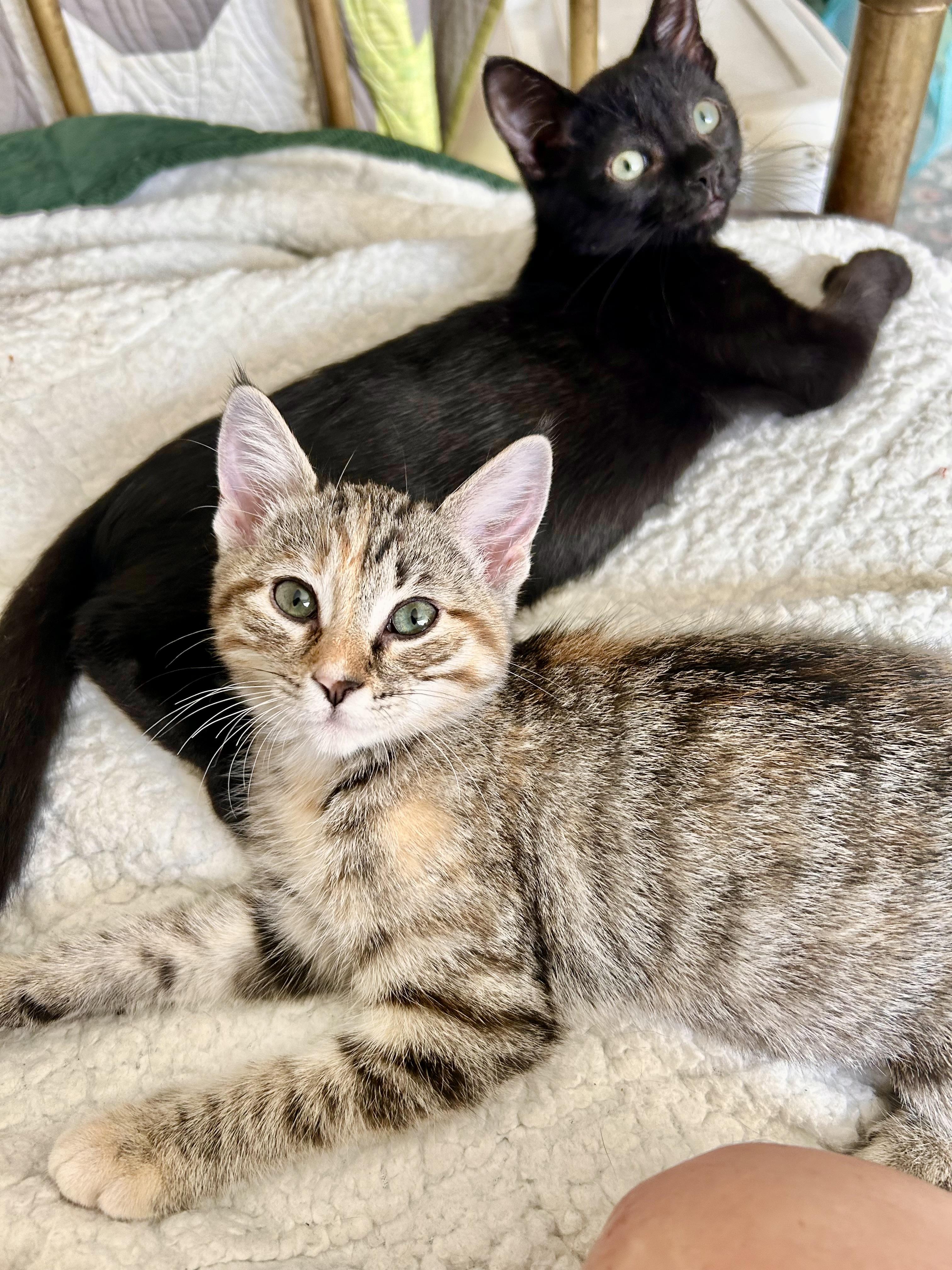 Calla Lily, a Adoptable Domestic Short Hair in San Francisco, CA image 4/6