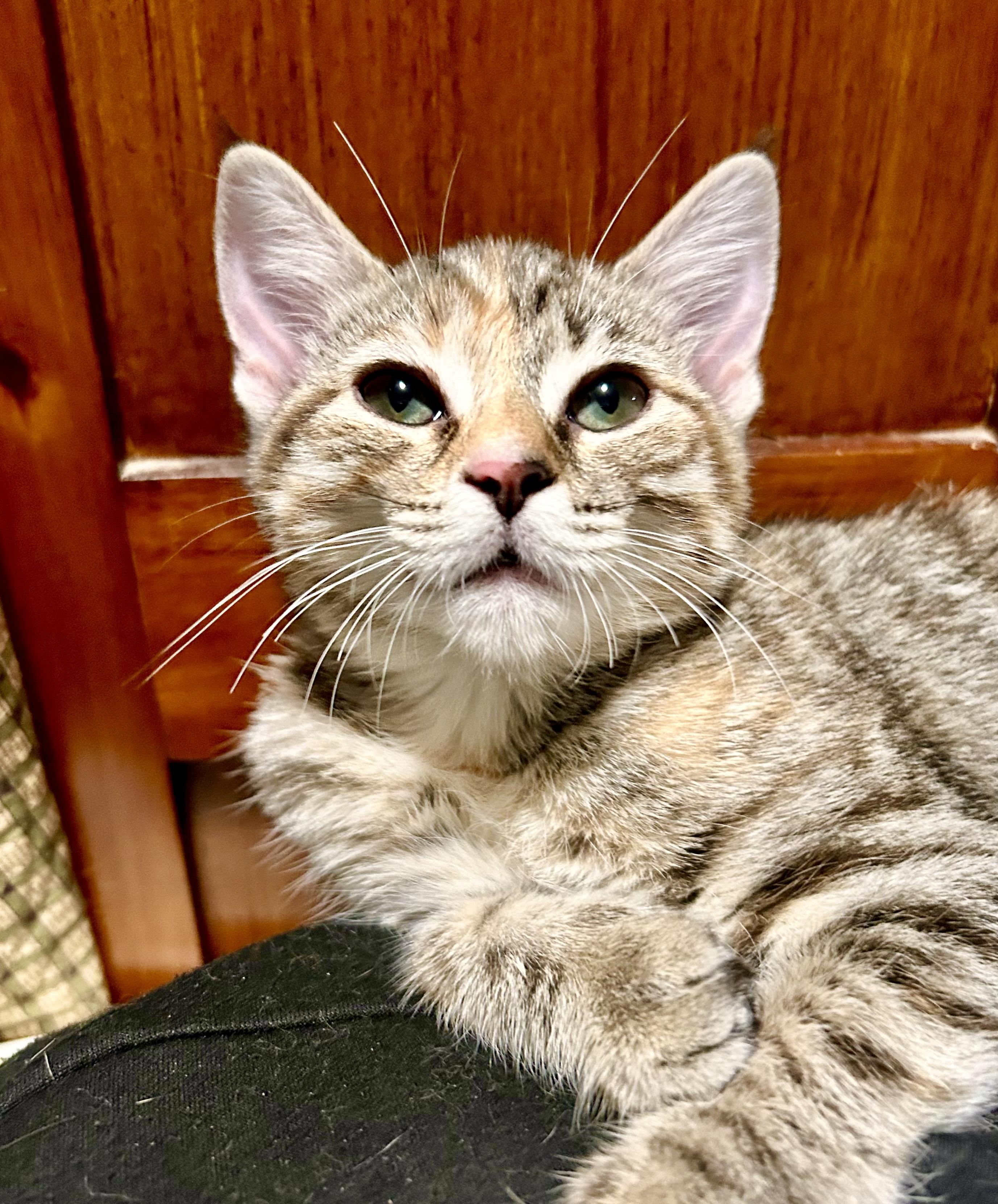 Calla Lily, a Adoptable Domestic Short Hair in San Francisco, CA image 5/6