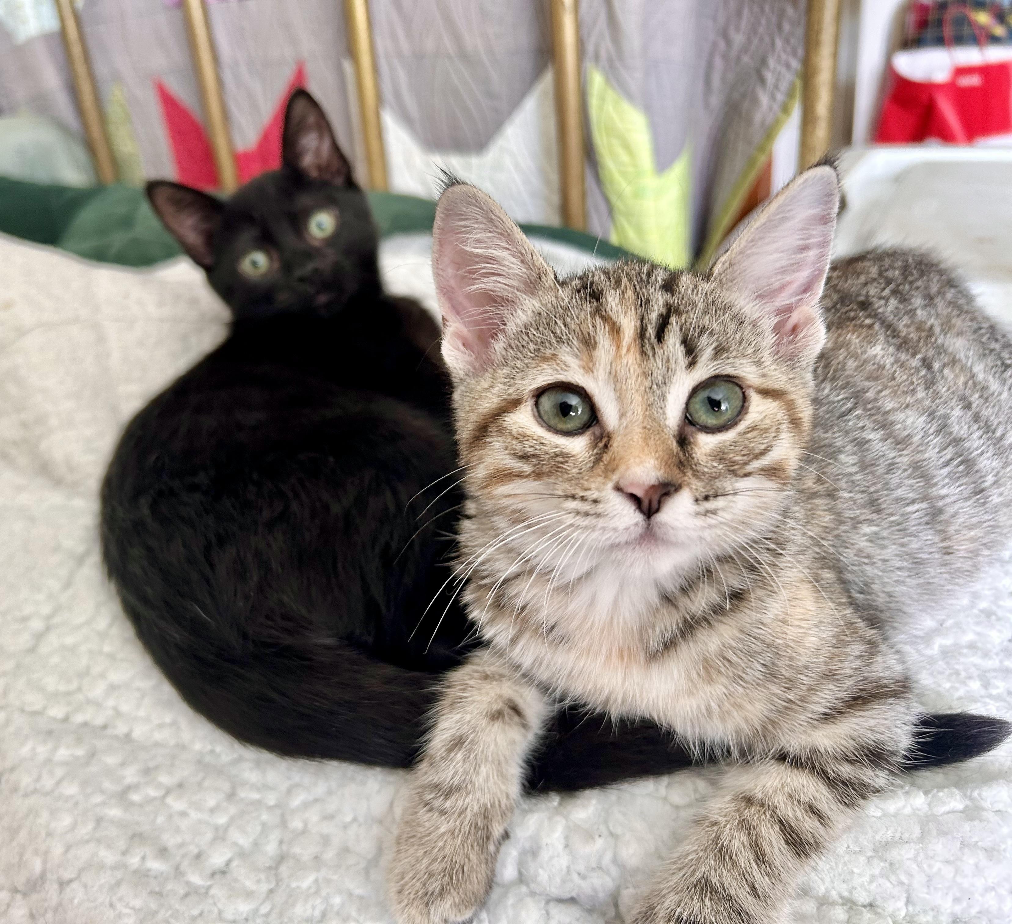 Calla Lily, a Adoptable Domestic Short Hair in San Francisco, CA image 6/6