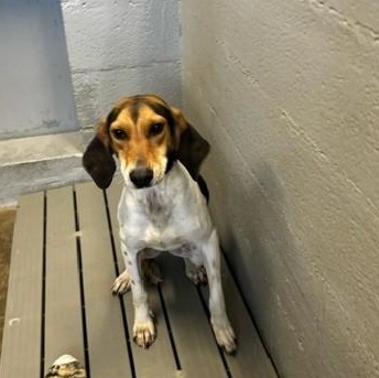 Lucy, ADOPTABLE, Young Female Coonhound.