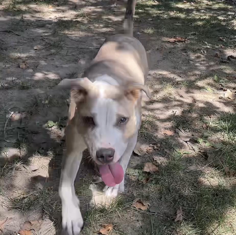 Honeycomb, Adoptable, Young Female Boxer & Staffordshire Bull Terrier.