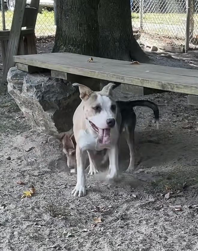 Honeycomb, a Adoptable mixed breed in Heathsville, VA image 2/3