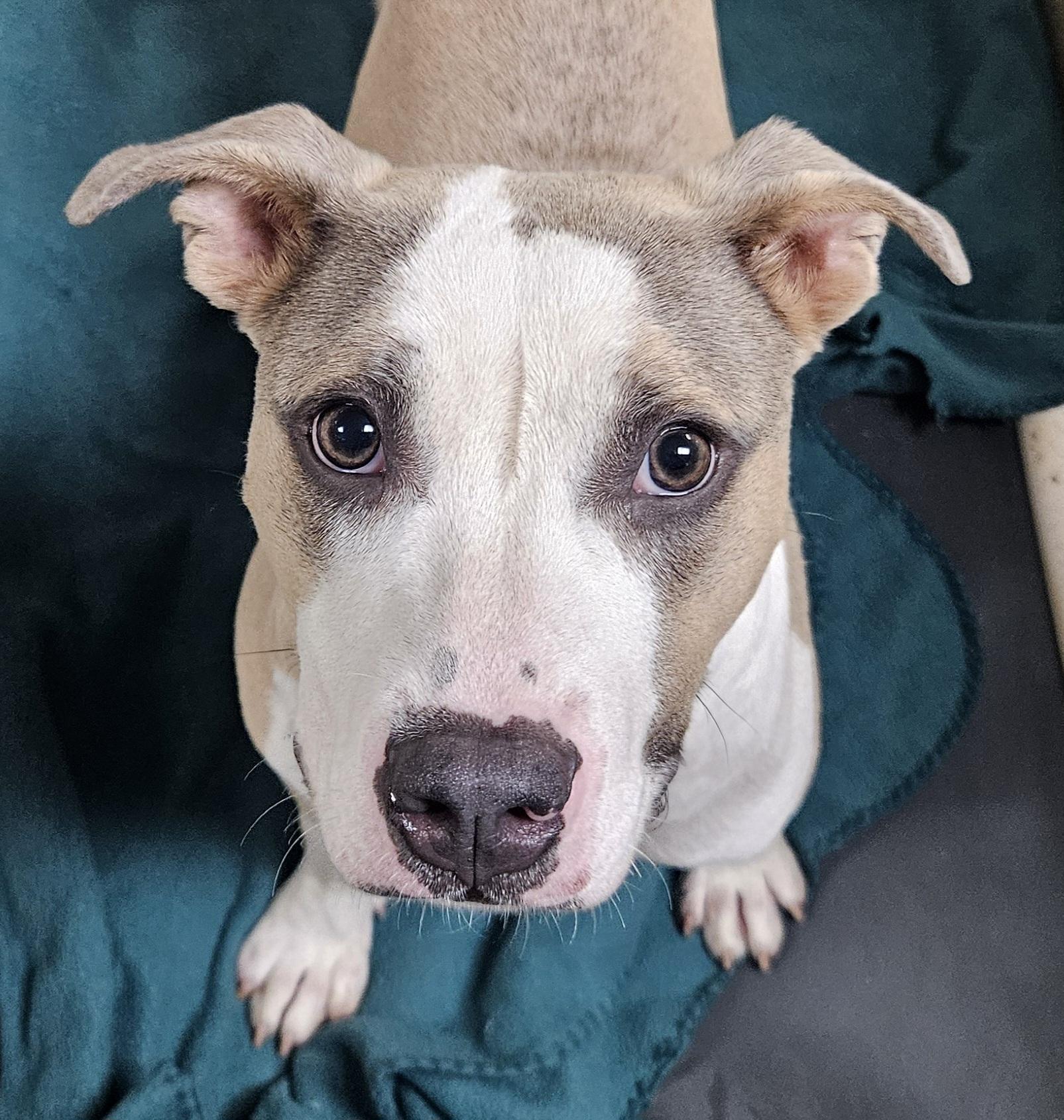 Honeycomb, a Adoptable mixed breed in Heathsville, VA image 3/3