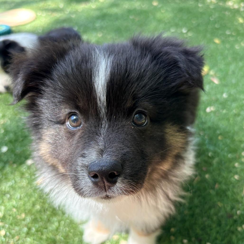 Ferrero, Adoptable, Puppy Male Australian Shepherd.