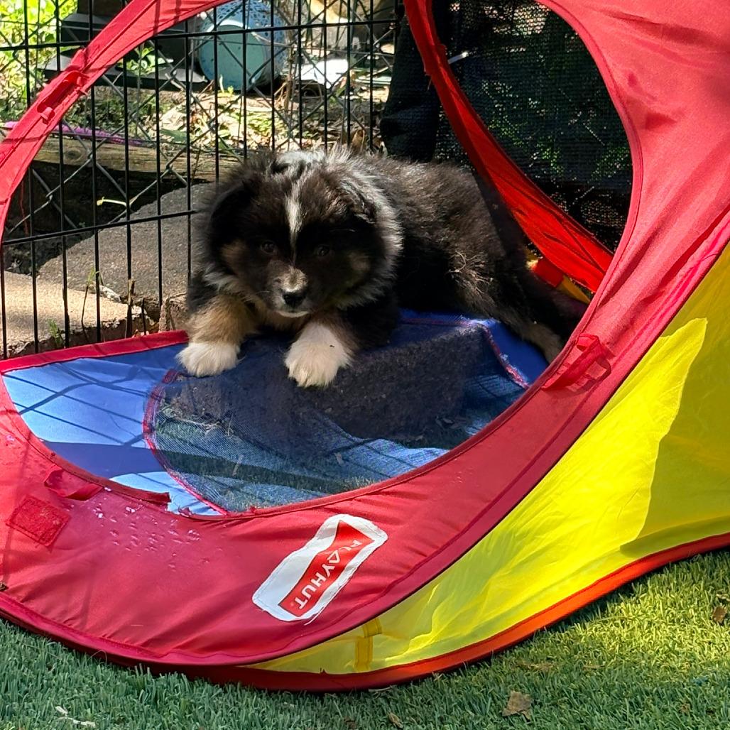 Ferrero, Adoptable, Puppy Male Australian Shepherd.