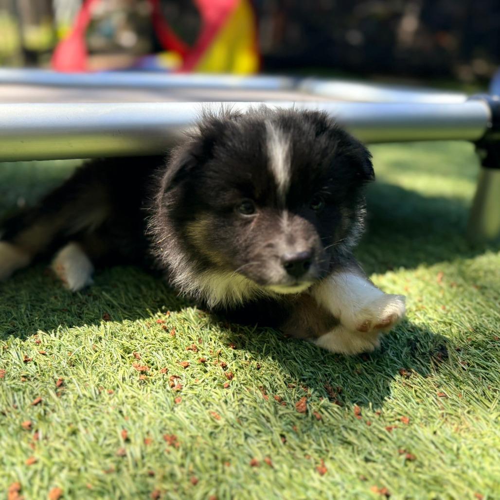 Ferrero, a Adoptable Australian Shepherd in Ada, MN image 2/6