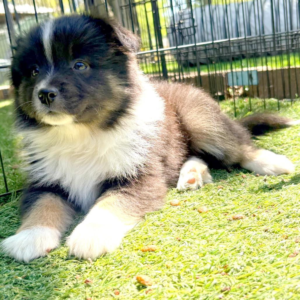 Ferrero, a Adoptable Australian Shepherd in Ada, MN image 3/6