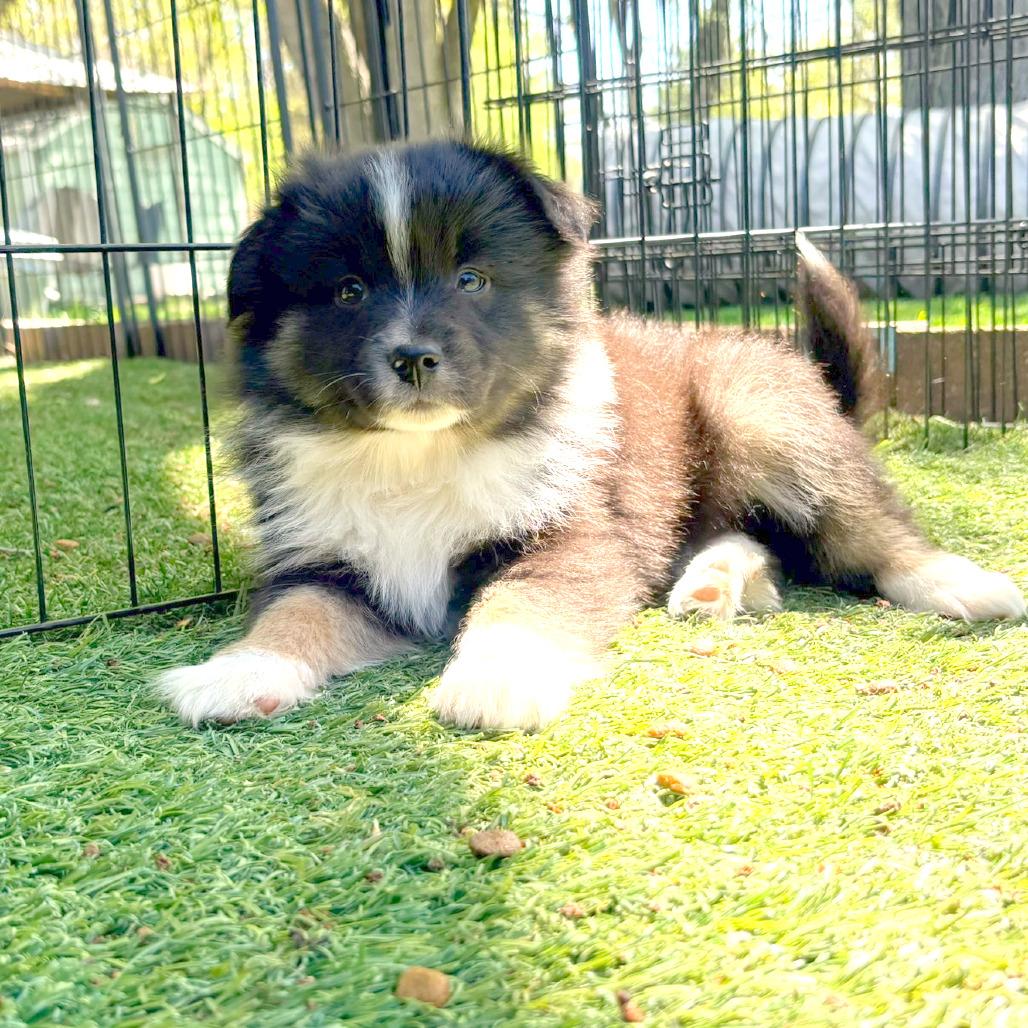 Ferrero, a Adoptable Australian Shepherd in Ada, MN image 4/6