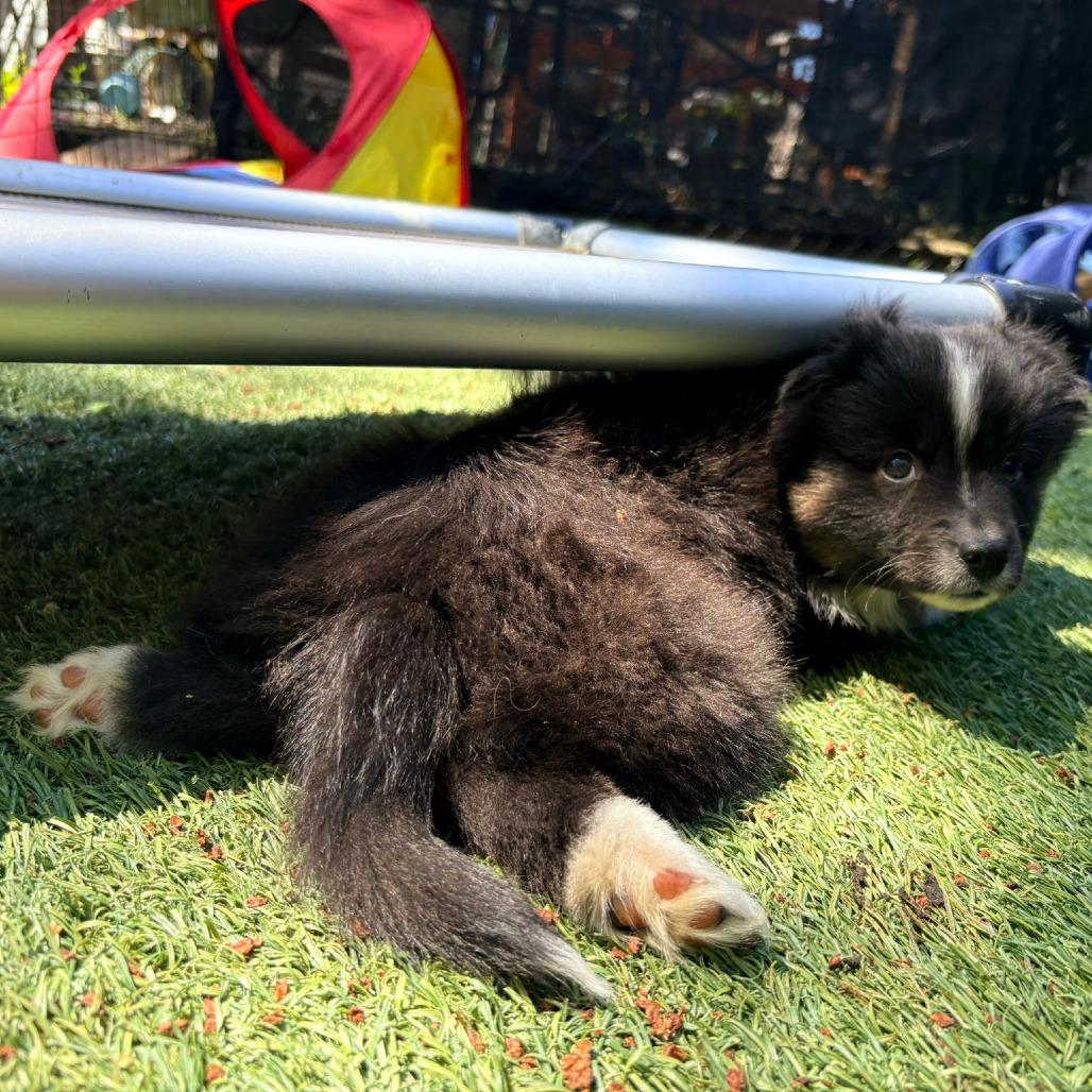 Ferrero, a Adoptable Australian Shepherd in Ada, MN image 5/6
