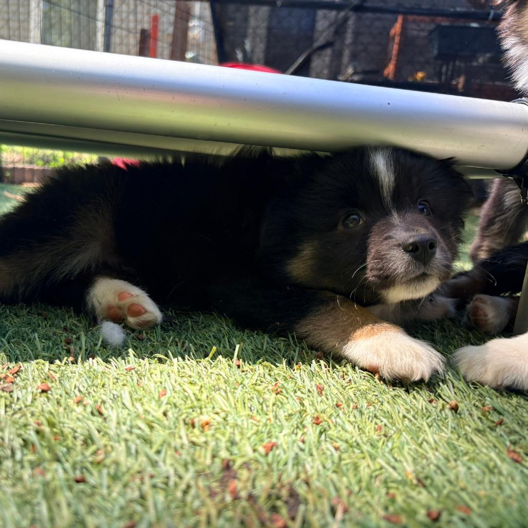 Ferrero, a Adoptable Australian Shepherd in Ada, MN image 6/6