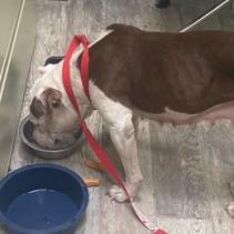 Sugar, a Adoptable Pit Bull Terrier in Pahrump, NV image 1/3