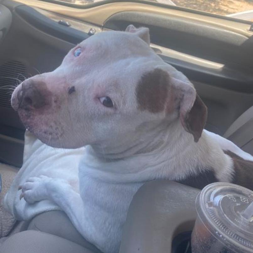 Sugar, a Adoptable Pit Bull Terrier in Pahrump, NV image 2/3