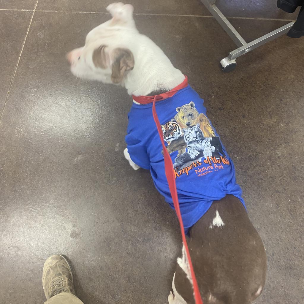 Sugar, a Adoptable Pit Bull Terrier in Pahrump, NV image 3/3