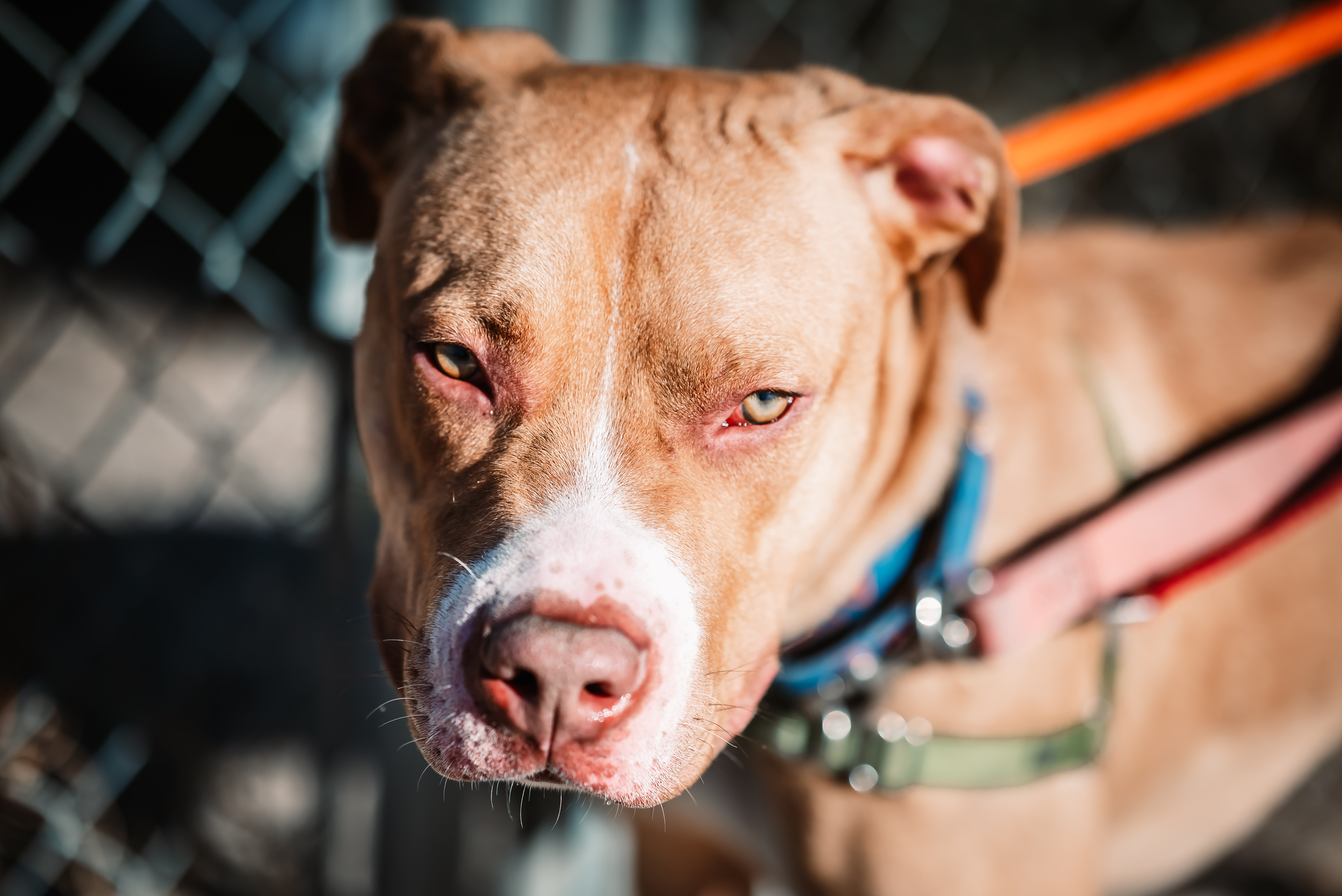 Copper, a Adoptable Pit Bull Terrier in Pueblo, CO image 2/6